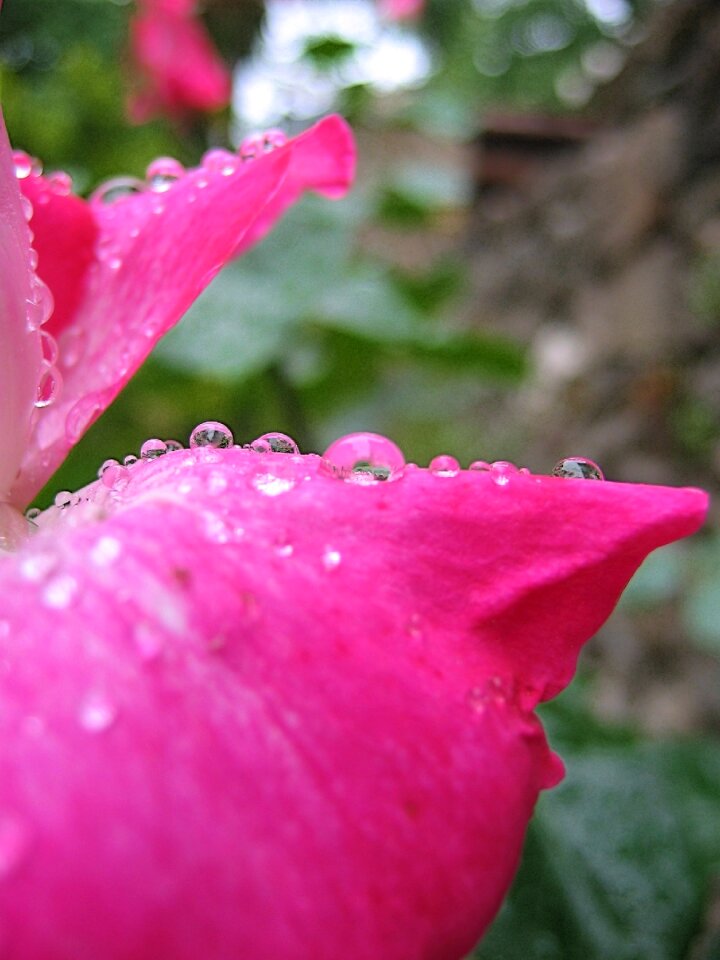 Dew rain petal