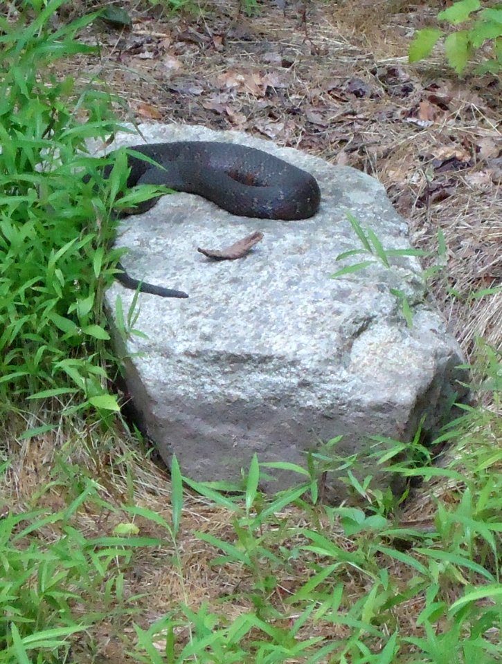 Loantaka Brook Reservation bikeway one snake on a rock