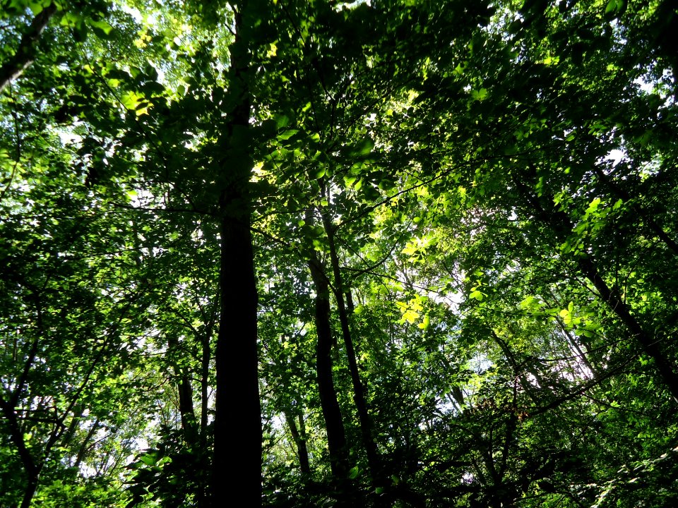Loantaka Brook Reservation bikeway looking up at trees and sunlight