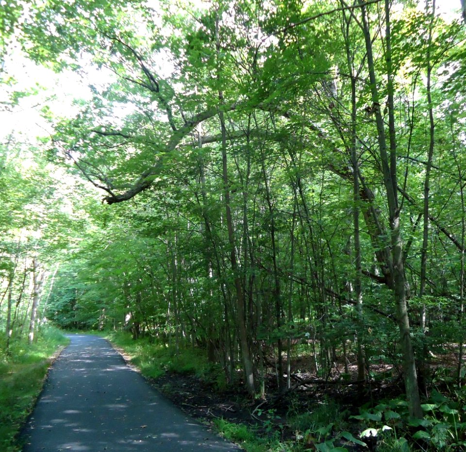 Loantaka Brook Reservation bikeway bending tree