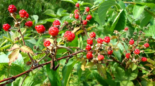 Loantaka Brook Reservation bikeway black raspberries unripe ie still red