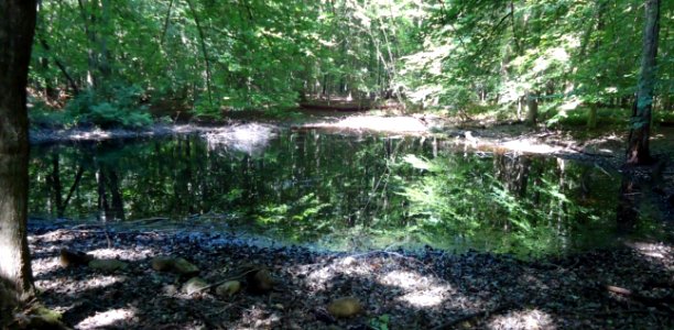 Loantaka Brook Reservation bikeway frog pond