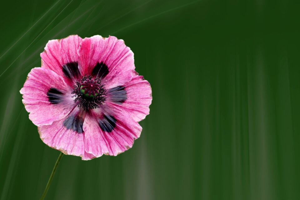 Flower klatschmohn plant
