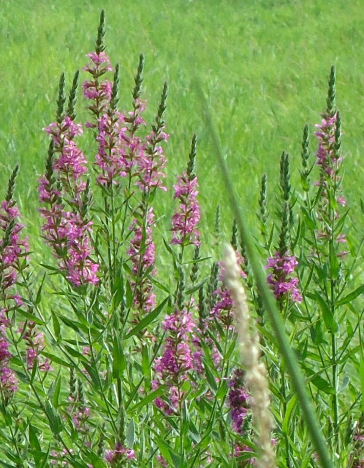 Loantaka Brook Reservation bikeway wildflowers colored purple