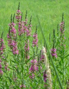 Loantaka Brook Reservation bikeway wildflowers colored purple