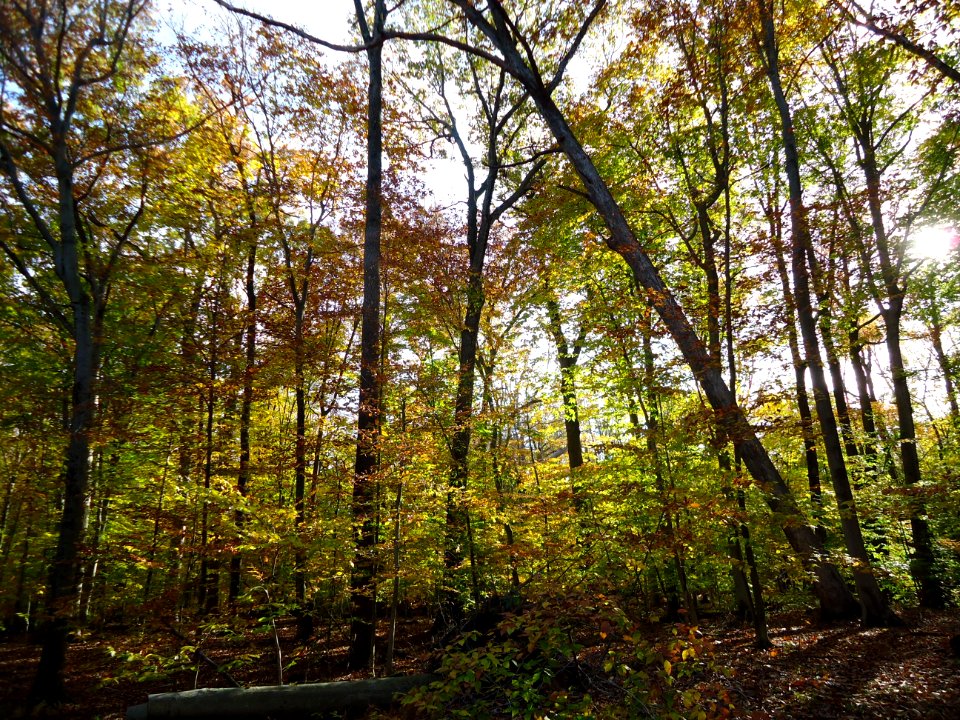 Loantaka Way NJ woods with leaning tree early autumn