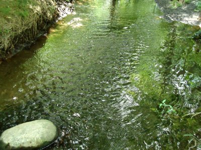 Loantaka Brook Reservation bikeway stream with ripples and reflections