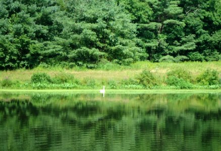 Loantaka Brook Reservation bikeway pond with reflection and swan