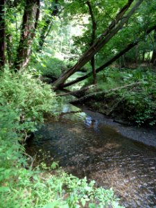 Loantaka Brook Reservation bikeway stream with trees over it