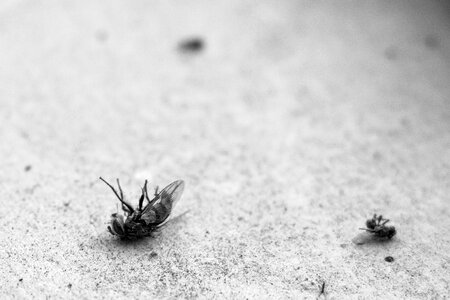 Insect pest macro