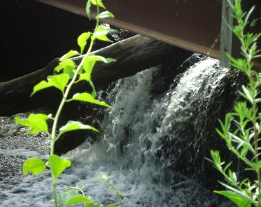Loantaka Brook Reservation bikeway beneath bridge and past dam with tree log