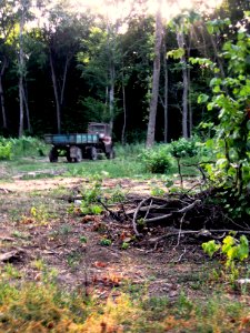 Logging in Comana Forest, Giurgiu 02