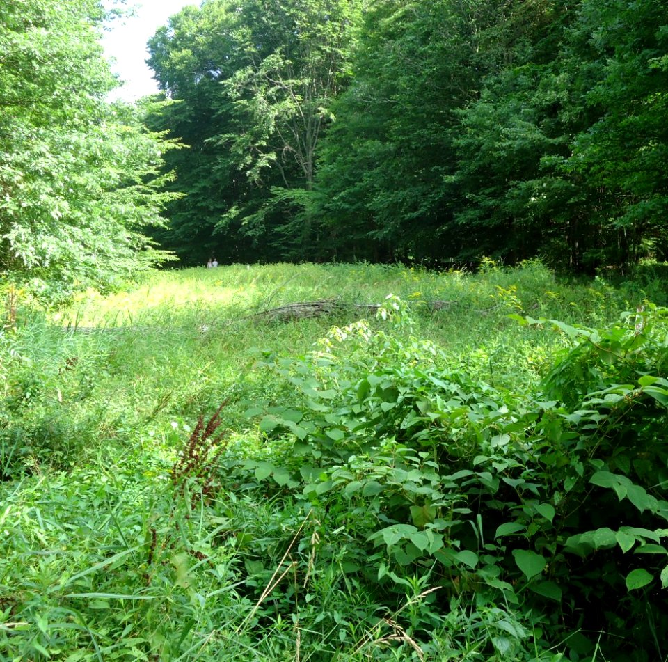 Loantaka Brook Reservation bikeway view of foliage