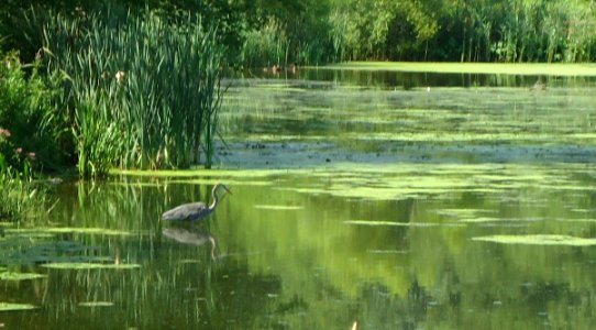 Loantaka Brook Reservation bikeway heron fishing in pond