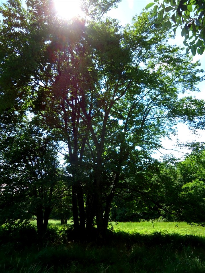 Loantaka Brook Reservation bikeway tree with sunlight breaking through