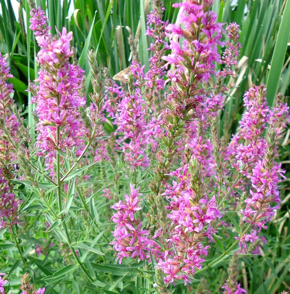 Loantaka Brook Reservation bikeway purple wildflowers