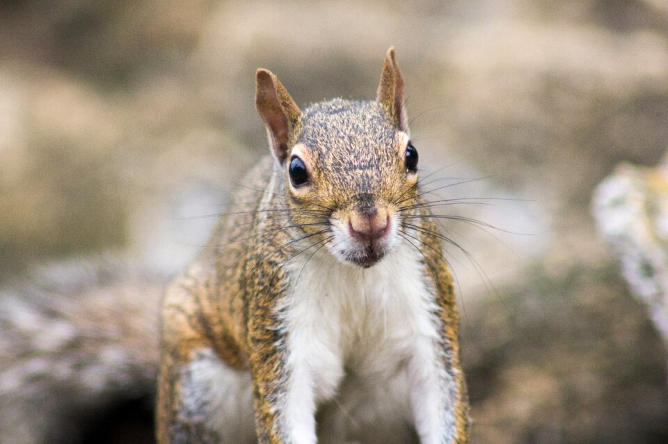 Rodents ground squirrel cute