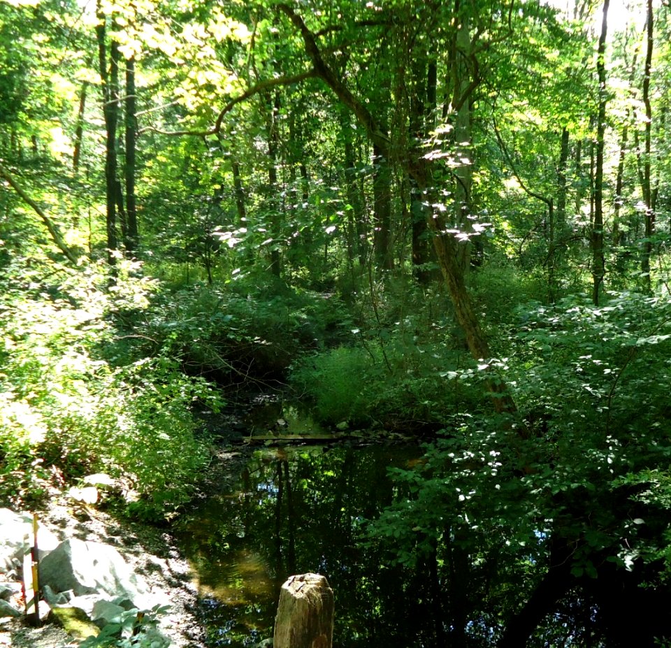 Loantaka Brook Reservation bikeway stream through woods