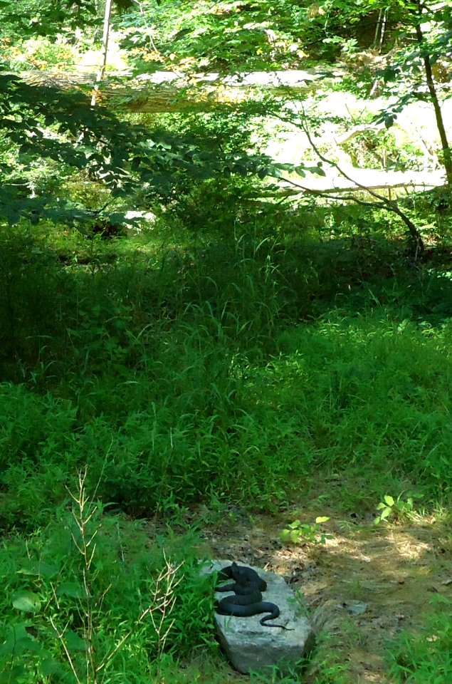 Loantaka Brook Reservation bikeway two snakes warming themselves on rock