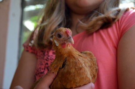 Trustful hen farm photo