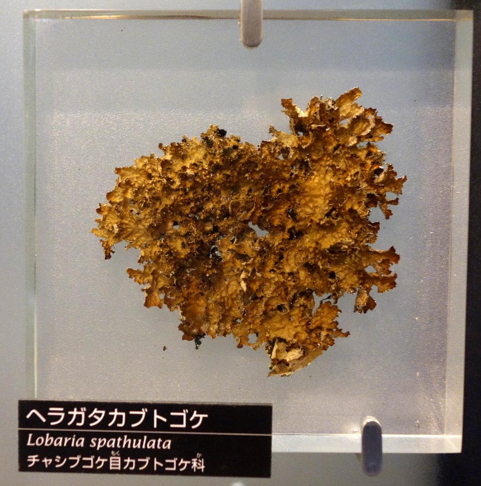 Lobaria spathulata - National Museum of Nature and Science, Tokyo - DSC06822