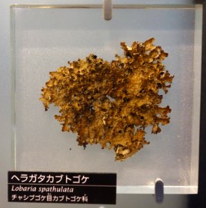 Lobaria spathulata - National Museum of Nature and Science, Tokyo - DSC06822