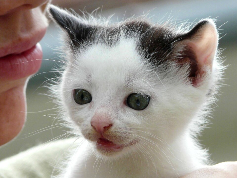 Little adorable small
