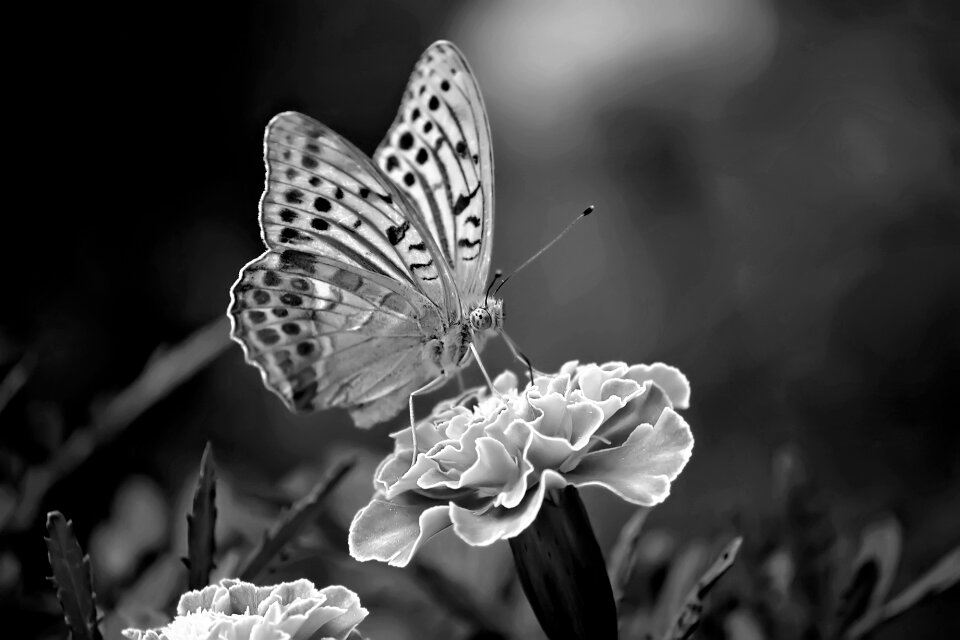 Close up nature wings