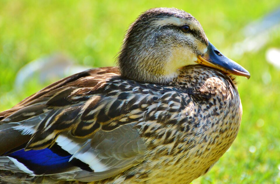 Bird poultry animal