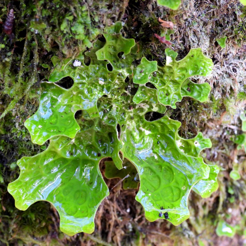Lobaria pulmonaria 99808123