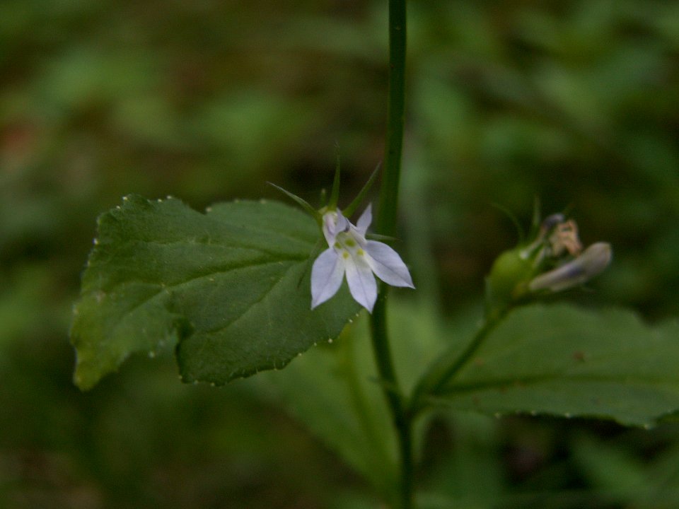 Loblia inflata, 2015-08-09, Mount Lebanon, 02