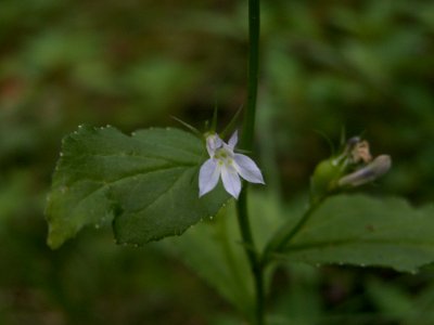 Loblia inflata, 2015-08-09, Mount Lebanon, 02