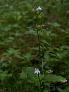 Loblia inflata, 2015-08-09, Mount Lebanon, 01