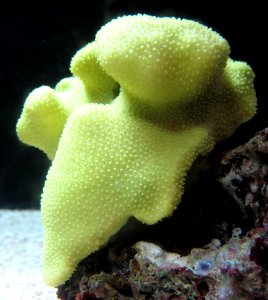 Lobe coral (Porites lobata), Waikiki Aquarium photo