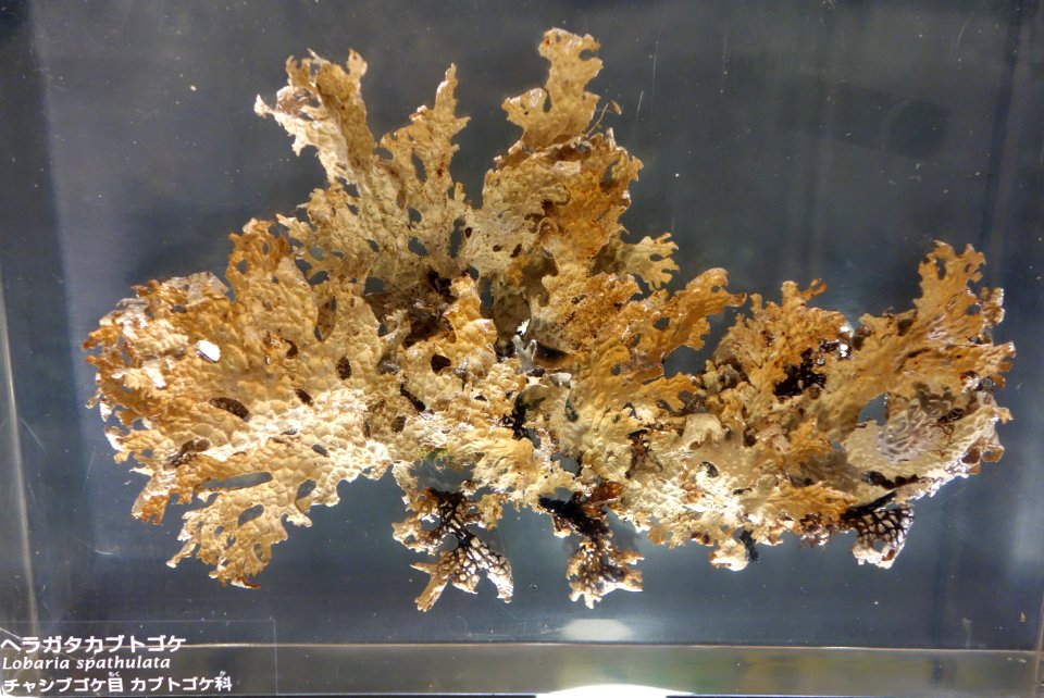 Lobaria spathulata - National Museum of Nature and Science, Tokyo - DSC07590