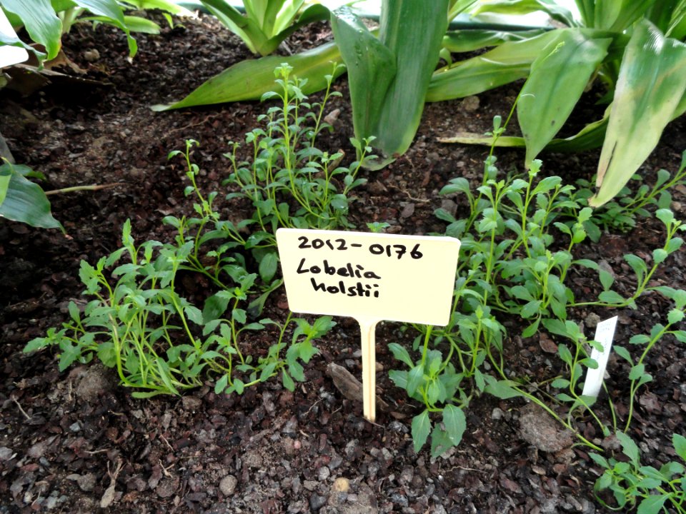 Lobelia holstii - Botanical Garden in Kaisaniemi, Helsinki - DSC03651