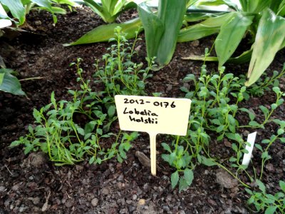 Lobelia holstii - Botanical Garden in Kaisaniemi, Helsinki - DSC03651