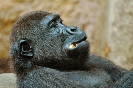 Zoo animal wild animal