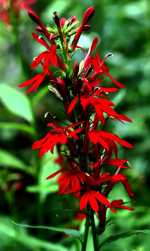 Lobelia cardinalis flowers