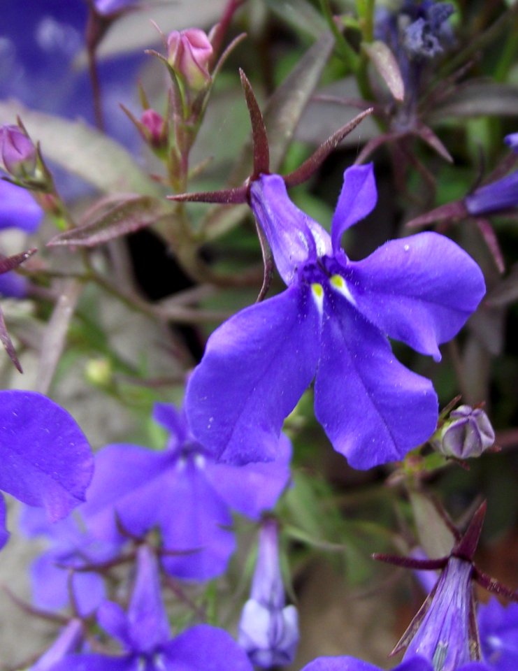 Lobelia erinus crystal palace