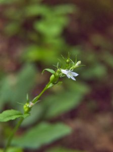 Lobelia inflata, 2015-07-19, Mount Lebanon, 02