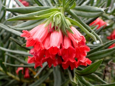Lobostemon belliformis 02