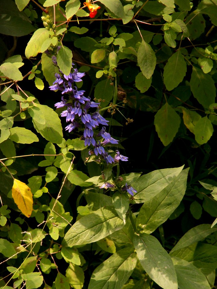Lobelia-siphilitica-2014-08-30-Cranberry-05