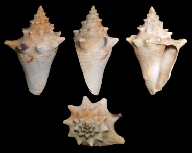 Lobatus gigas from Isla Margarita