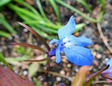 Lobelia erinus regatta sky blue