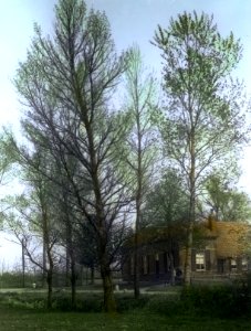 Loofhoutbomen , populus nigra, populus serotina, baakse populier, Bestanddeelnr 194-0476