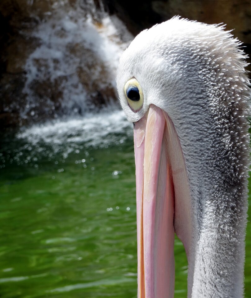 Beak nature summer