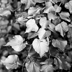 Loofhout, bomen, bossen, lanen, botanisch, linde, Bestanddeelnr 194-0569