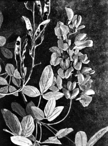 Loofhout, bomen, bossen, lanen, botanisch, laburnum anagyroides (gouden regen), Bestanddeelnr 193-0631