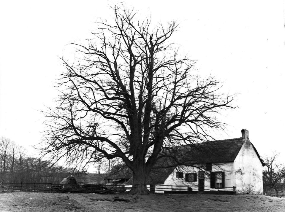 Loofhout, bomen, bossen, lanen, botanisch, linde, Bestanddeelnr 194-1343